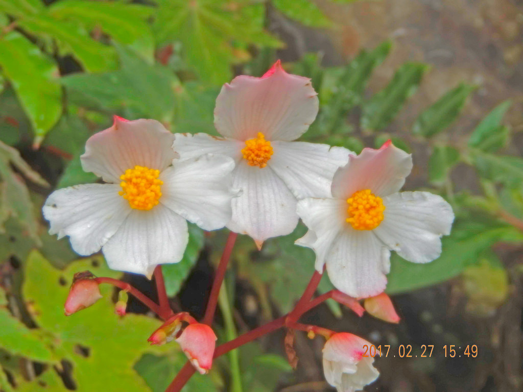 B. erythrocarpa